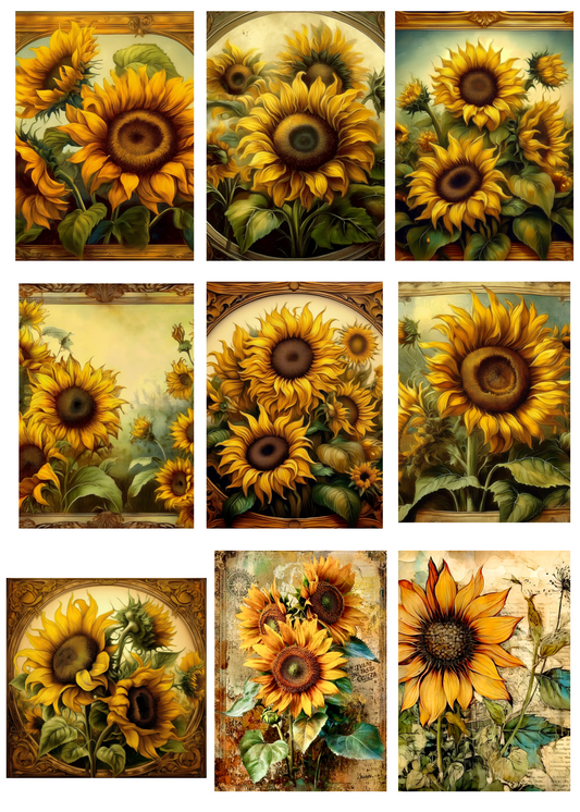 Looking Good Sunflowers